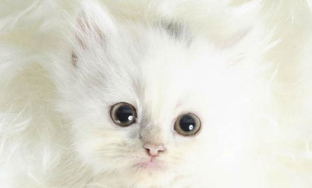 猫咪绝育应激反应多久能好