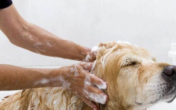 犬瘟单抗和细小单抗间隔多久