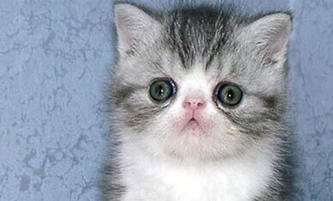 猫咪腹水的早期症状是什么？