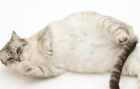 猫咪耳朵长耳螨怎么治？