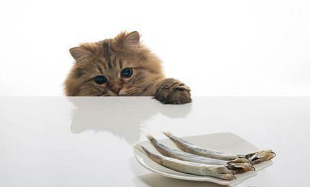 猫咪拉屎有血怎么办呢