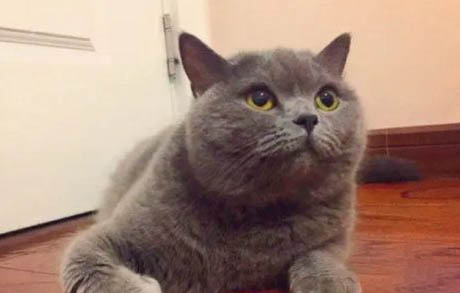 四个月的蓝猫可以喝酸奶吗