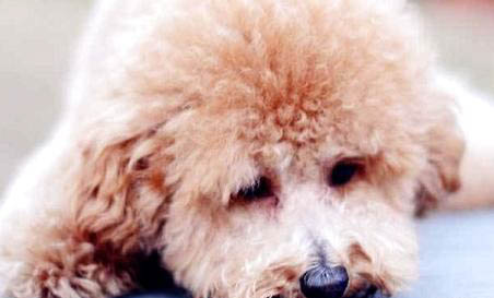泰迪犬吃多了拉稀怎么办