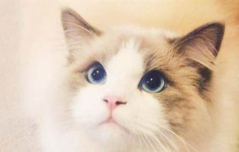 请问猫咪呕吐的原因及处理方法?