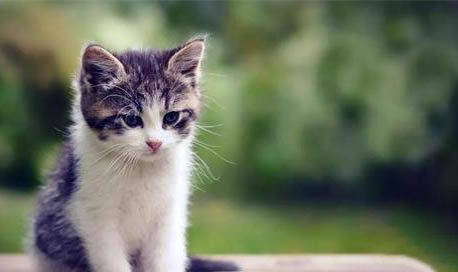 猫咪得了猫瘟一直拉稀该怎么办呀