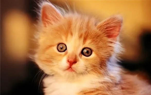 新生猫咪几天睁眼几天排便