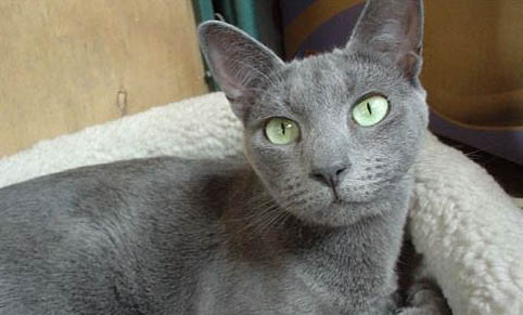 猫咪舔了背上的驱虫药怎么办啊