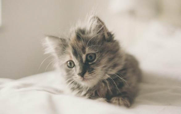 如何判断刚出生的小猫死没死？
