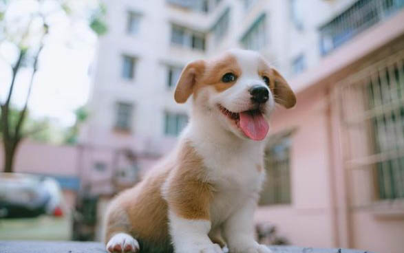买狗狗在哪里买比较好