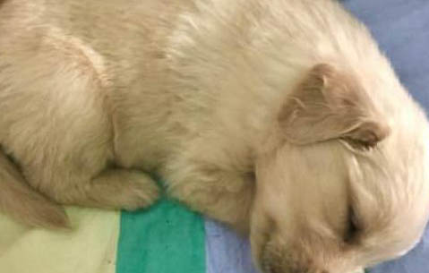 狗狗能不能吃猴桃