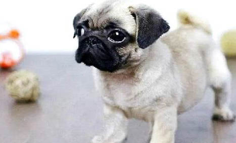 如何选择拉布拉多幼犬