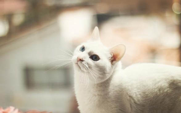 猫咪睡觉后腿不受控制的颤抖