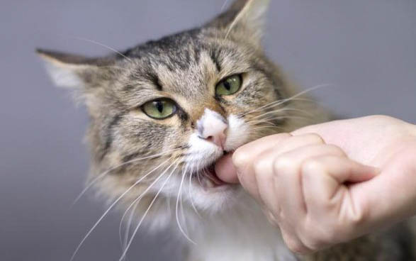 如何判断小猫多大