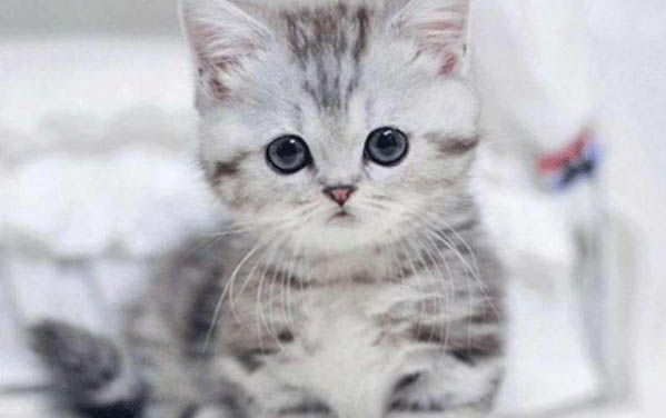 猫咪拉不出粑粑怎么办