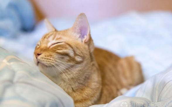猫咪洗个澡突然瘸了，这是怎么回事？