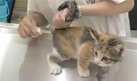 猫咪一个月有多大