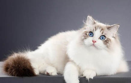 猫咪夏天尿少是怎么回事