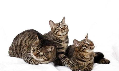 狸花猫喜欢挨着人睡觉吗