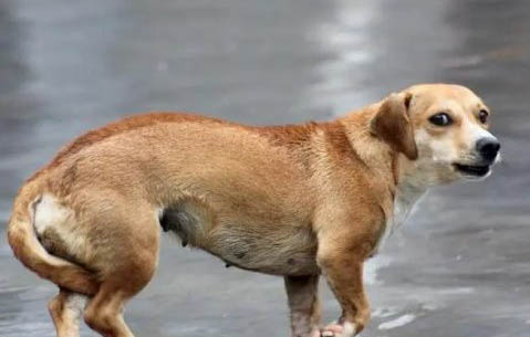狗狗不孕的原因有哪些