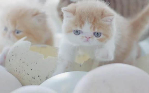 猫咪受到惊吓多久可以恢复?