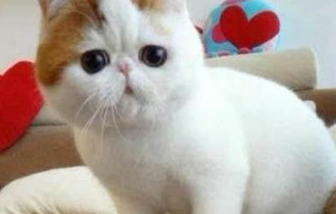 生了猫一般间隔多久就可以生小猫