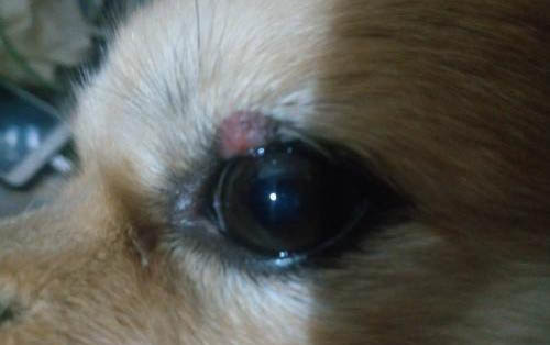 狗狗肚子抽搐干呕是什么原因？