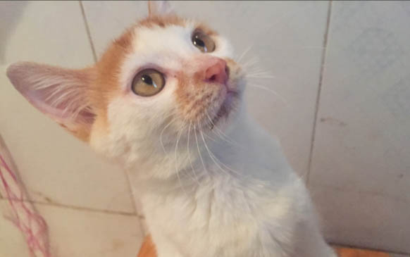 我家小猫睡觉不踏实没精神没食欲怎么回事