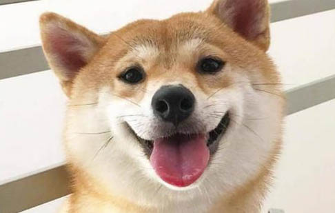 棉花面纱犬哪里有卖