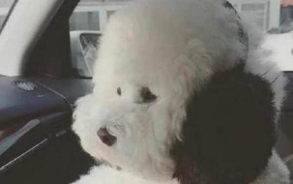 刚生出来的小狗几天会走路