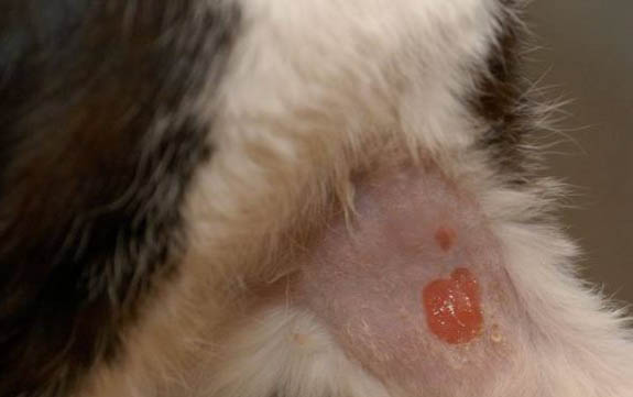 领养猫咪的注意事项