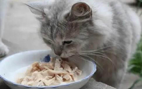 猫咪为什么半夜呕吐了呢