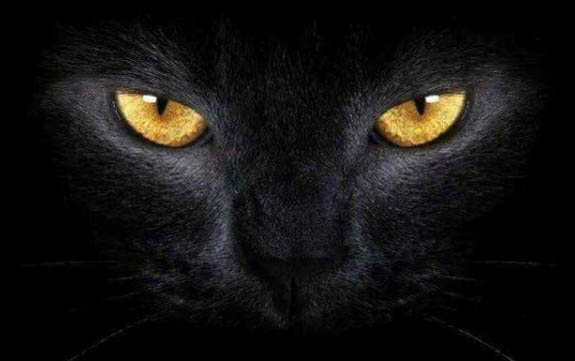 猫咪呼吸很重，可能是这些原因