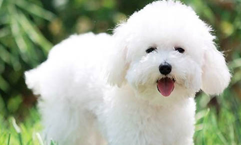 比熊犬狗粮哪个牌子好