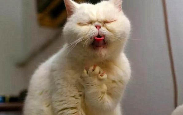 两个月大的猫咪打喷嚏怎么办