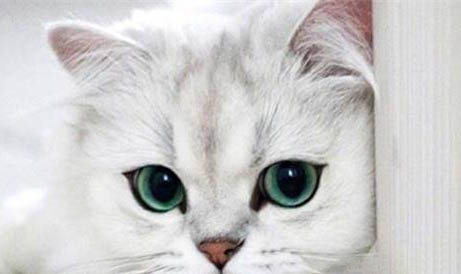 猫咪感冒的症状有哪些