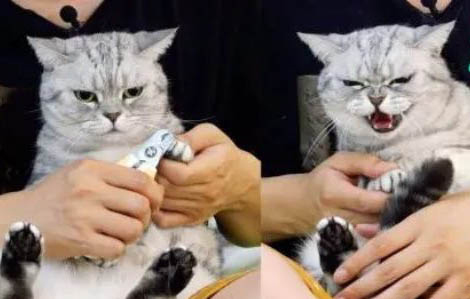 猫咪为什么在家呕吐拉稀呢