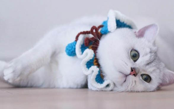 猫咪的小鸡突然出来了收不回去
