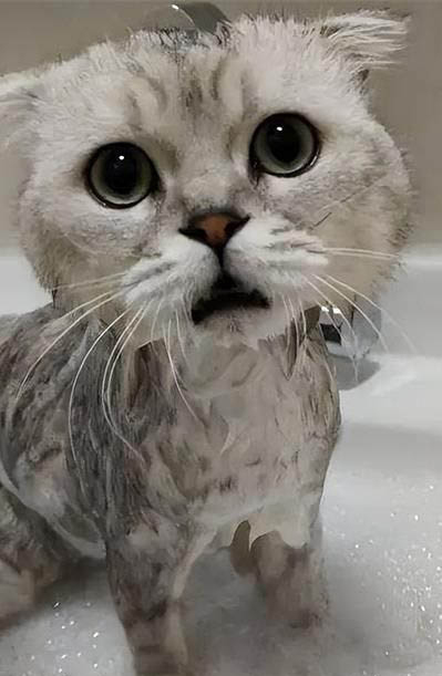 怎么让猫早上不叫呢