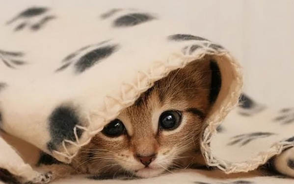 猫咪吃饭流眼泪