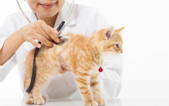 小猫剪胡子会发生什么