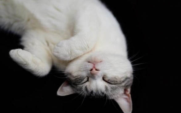 猫能上高铁吗?