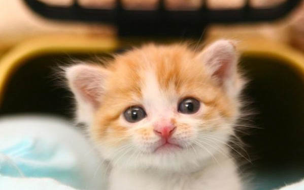 如何清理猫咪的黑下巴