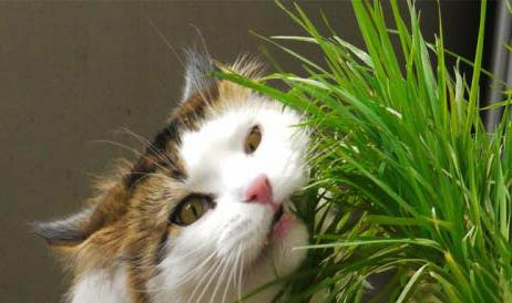 猫咪怀孕了都有哪些表现