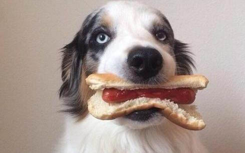 狗狗大姨妈一般持续多久