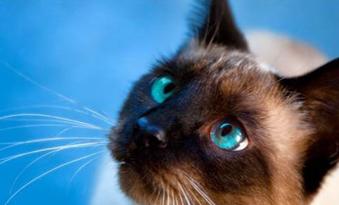 猫咪能不能吃蒸熟的南瓜