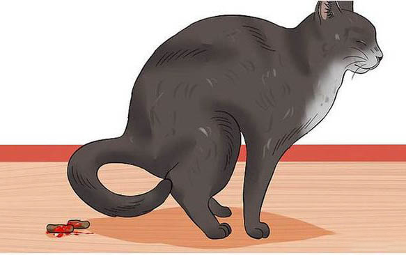 2个月的小猫吐了是什么原因