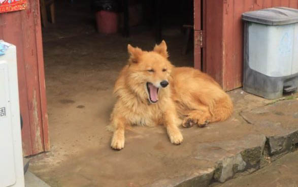 狗狗丢了一般会躲在哪里?