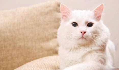 猫咪呕吐拉稀带血怎么办啊