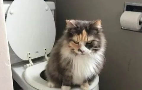请问猫咪呕吐的原因及处理方法?