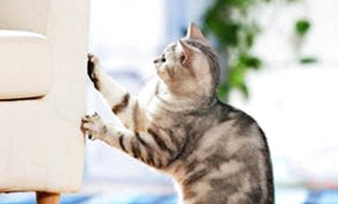 怀孕的猫咪总是蹭你还叫怎么回事